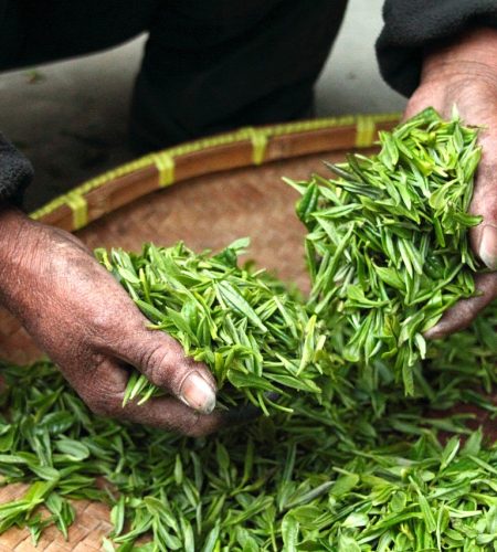 tea, leaves, hands-623796.jpg